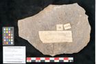 Foto (Objekt + Etikett) von Neuropteris auriculata Brongniart (NHMW-GEO-2024-0188-10670)